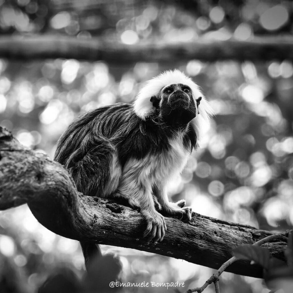 Bioparco di Roma