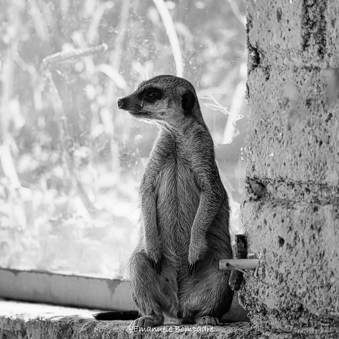 Bioparco di Roma, i suricati e la loro simpatia spumeggiante!