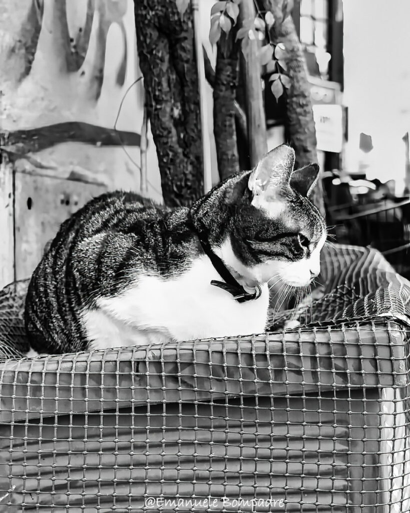 I gatti di Roma: un’anima felina tra le vie di Trastevere