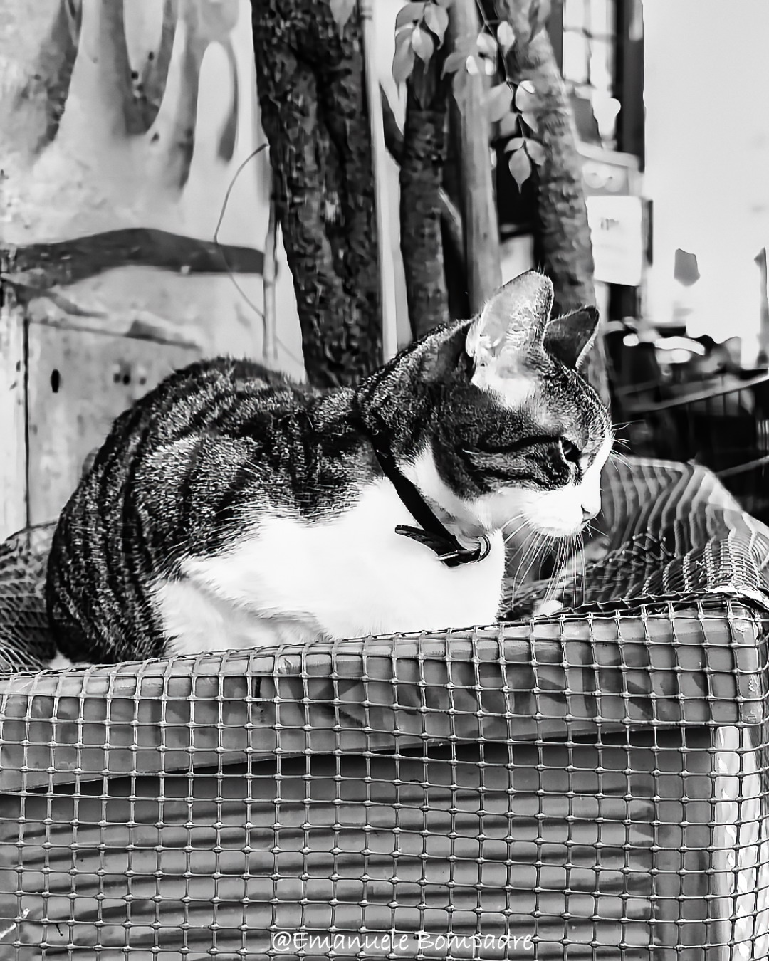 I gatti di Roma: un’anima felina tra le vie di Trastevere