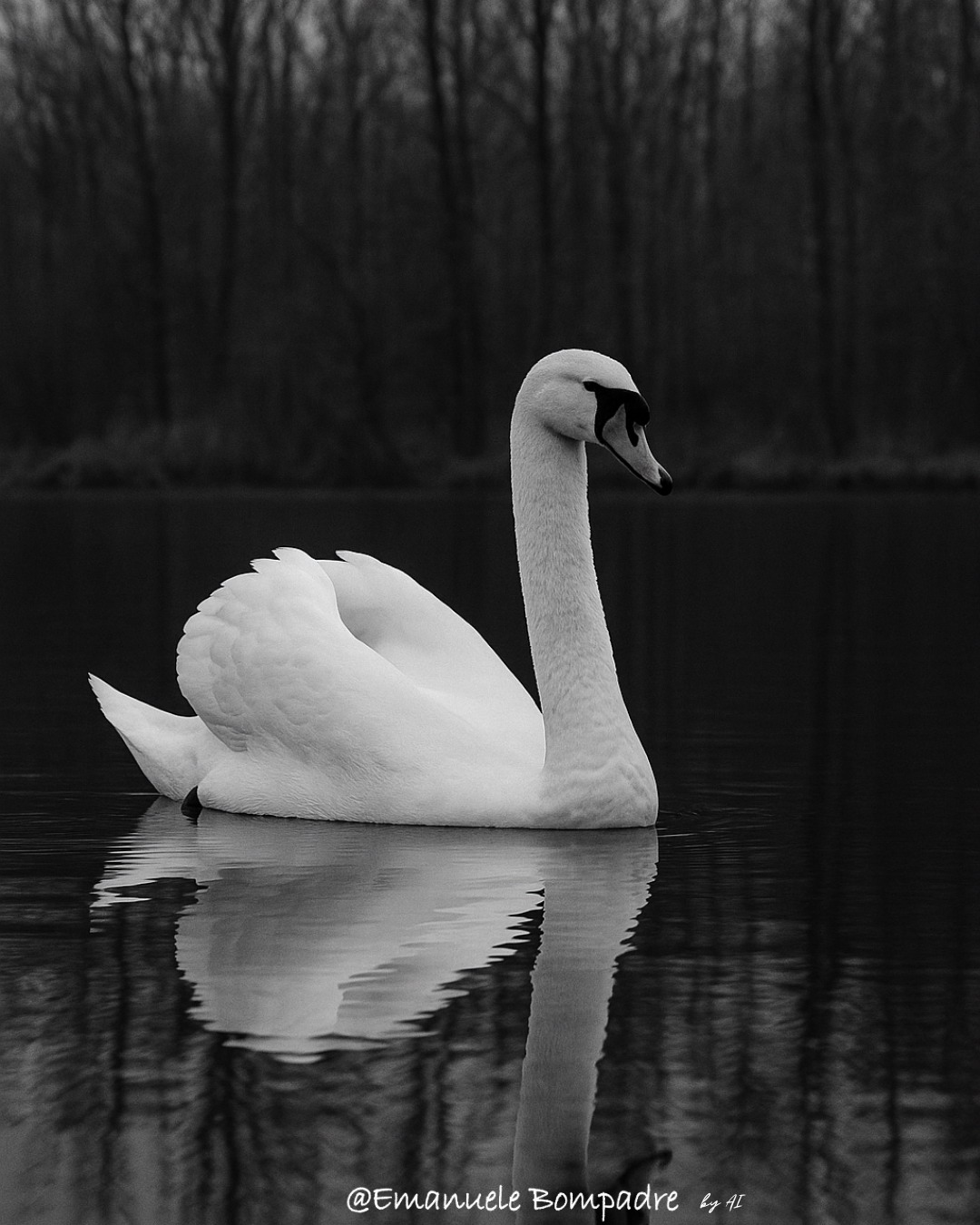 La fotografia naturalistica: l’arte invisibile della pazienza